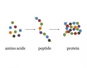 What is Peptide Therapy